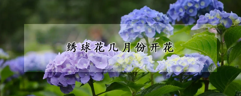 繡球花幾月份開(kāi)花