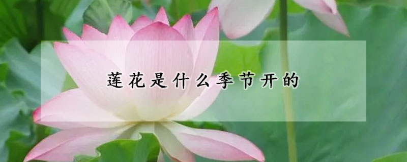 蓮花是什么季節開的