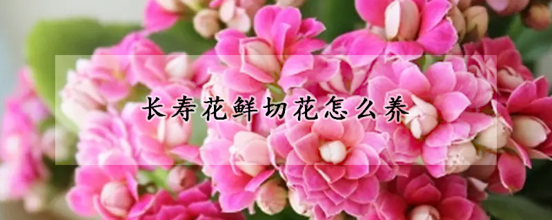 長(zhǎng)壽花鮮切花怎么養(yǎng)