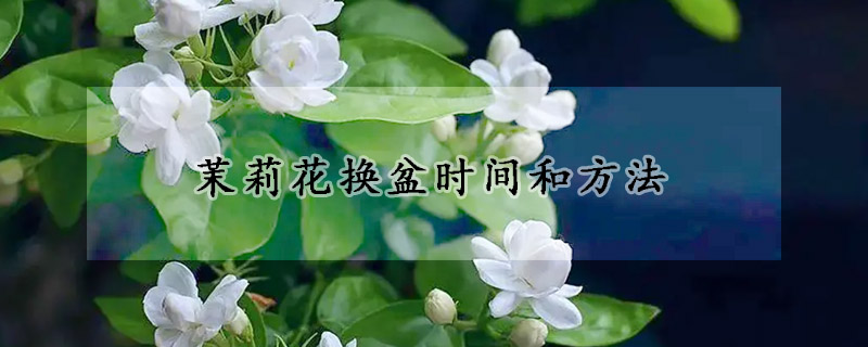 茉莉花換盆時間和方法