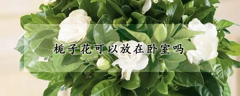 梔子花可以放在臥室嗎