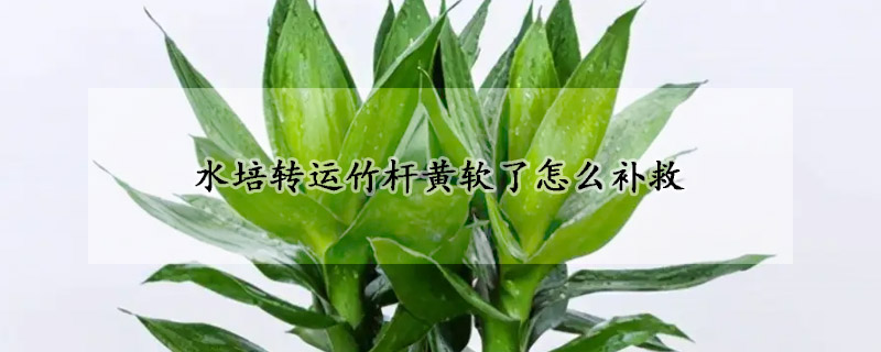 水培轉(zhuǎn)運竹桿黃軟了怎么補(bǔ)救