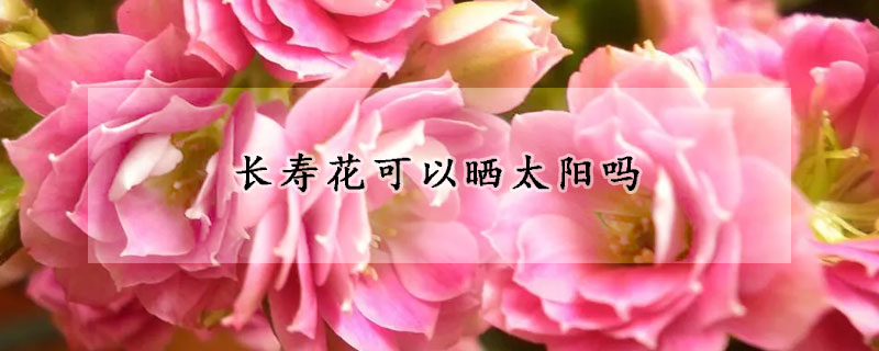 長(zhǎng)壽花可以曬太陽(yáng)嗎