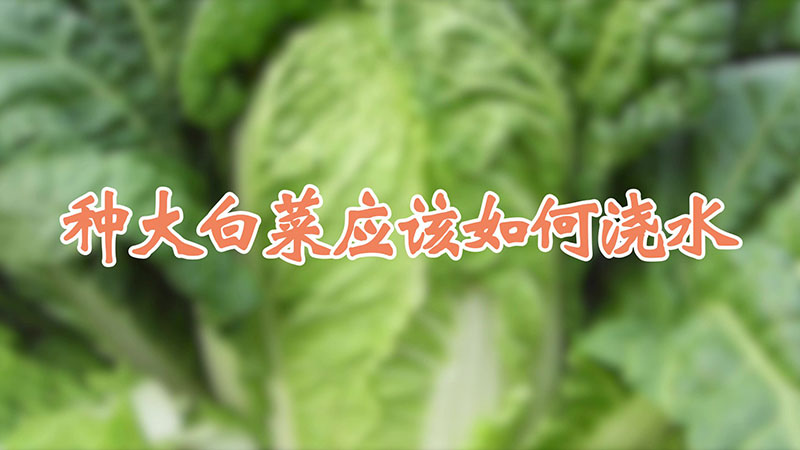 種大白菜應該如何澆水