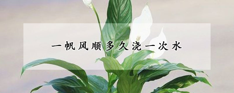 一帆風(fēng)順多久澆一次水