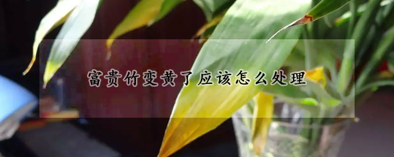 富貴竹變黃了應(yīng)該怎么處理