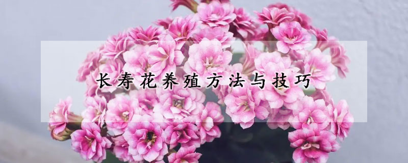 長(zhǎng)壽花養(yǎng)殖方法與技巧