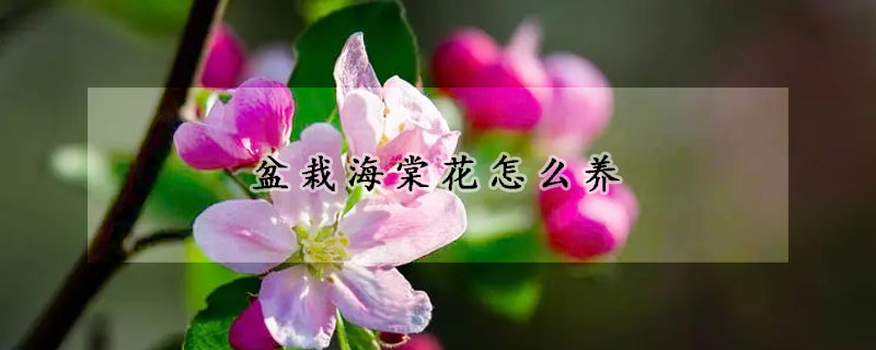 盆栽海棠花怎么養(yǎng)