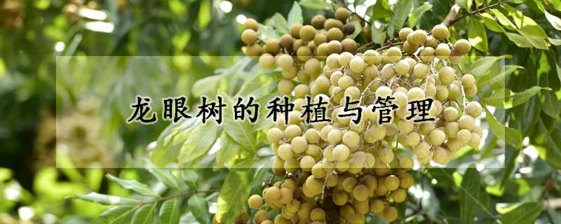 龍眼樹(shù)的種植與管理