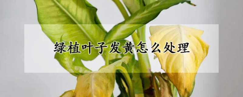 綠植葉子發(fā)黃怎么處理