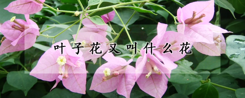 葉子花又叫什么花