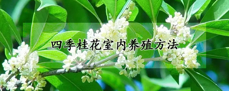 四季桂花室內(nèi)養(yǎng)殖方法