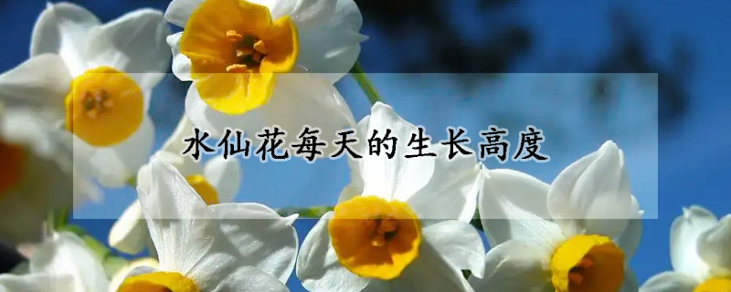 水仙花每天的生長高度