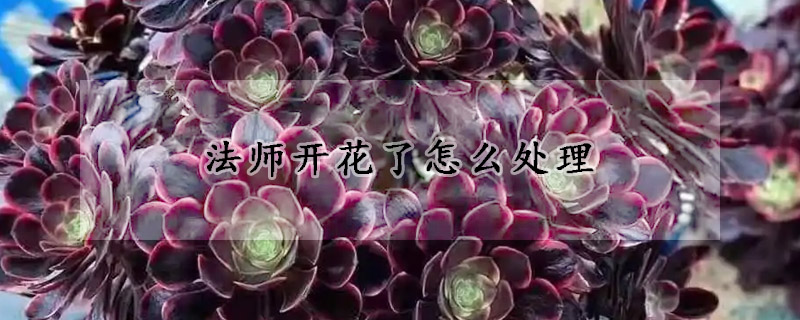 法師開花了怎么處理