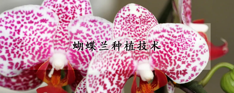 蝴蝶蘭種植技術(shù)