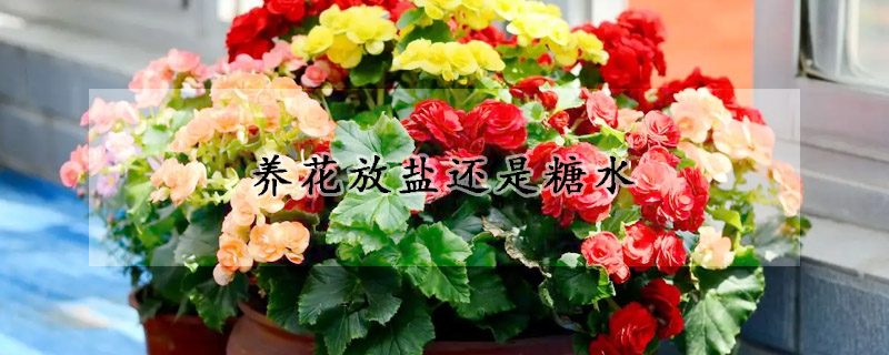 養(yǎng)花放鹽還是糖水