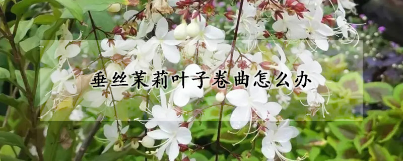 垂絲茉莉葉子卷曲怎么辦