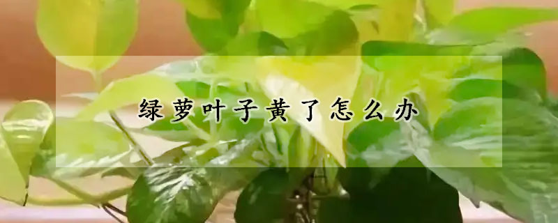 綠蘿葉子黃了怎么辦