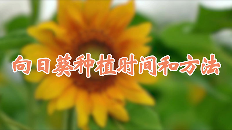 向日葵種植時(shí)間和方法