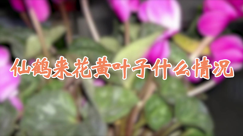 仙鶴來花黃葉子什么情況