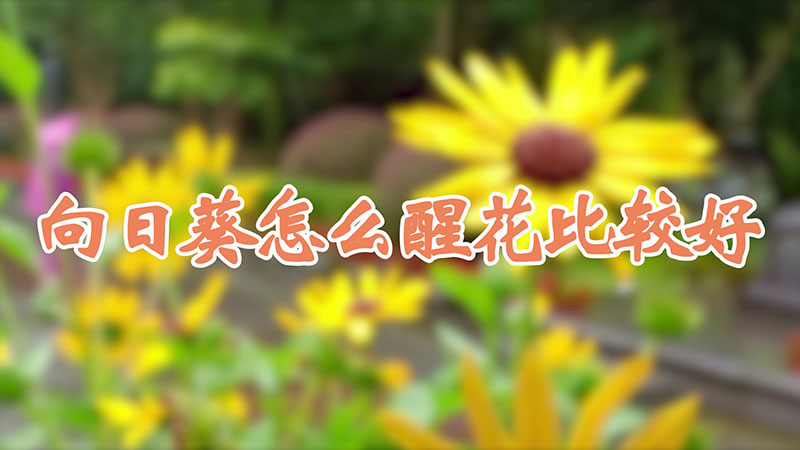 向日葵怎么醒花比較好