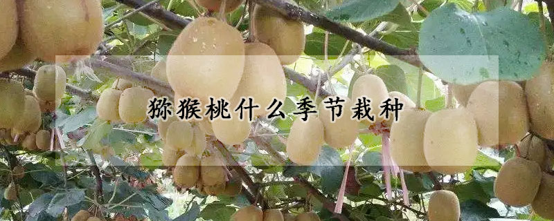 獼猴桃什么季節(jié)栽種