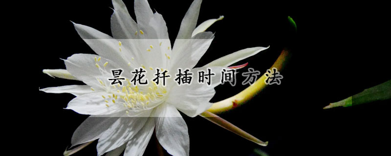 曇花扦插時(shí)間方法