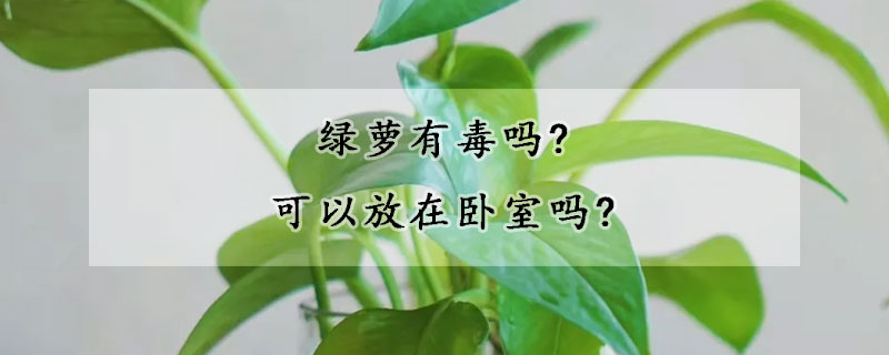 綠蘿有毒嗎?可以放在臥室嗎?