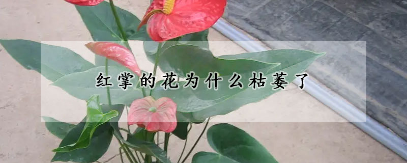 紅掌的花為什么枯萎了