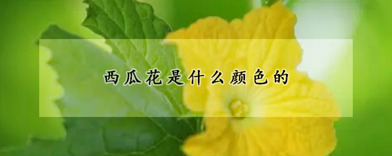 西瓜花是什么顏色的