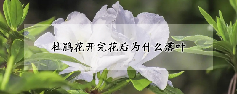 杜鵑花開(kāi)完花后為什么落葉