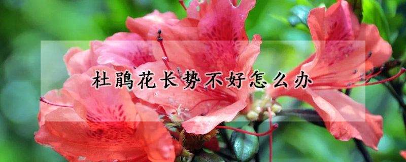 杜鵑花長(zhǎng)勢(shì)不好怎么辦