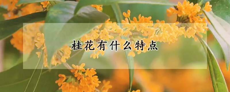 桂花有什么特點(diǎn)