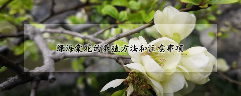 綠海棠花的養(yǎng)殖方法和注意事項(xiàng)