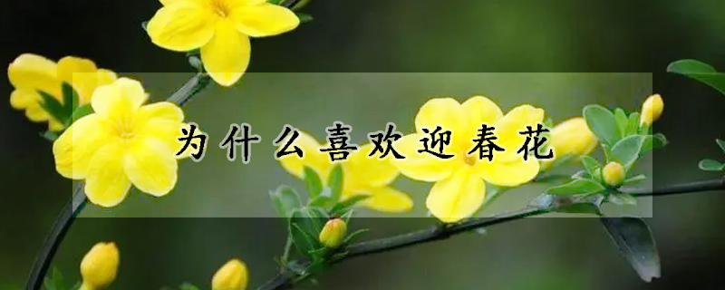 為什么喜歡迎春花