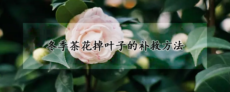 冬季茶花掉葉子的補(bǔ)救方法