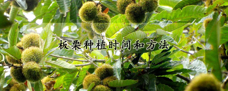 板栗種植時間和方法