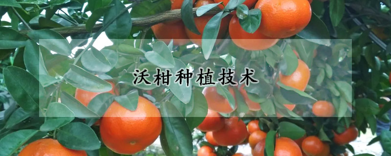 沃柑種植技術