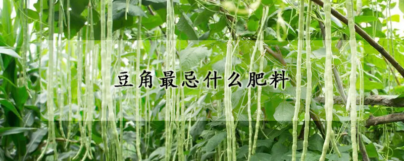 豆角最忌什么肥料