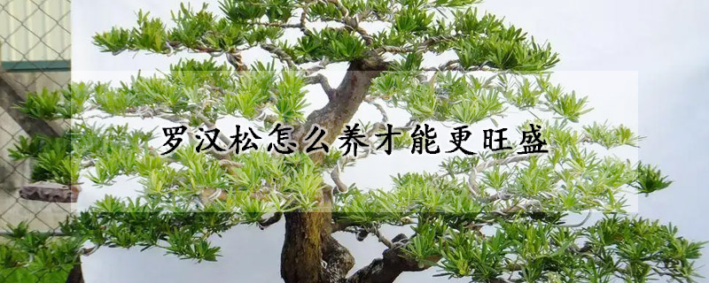 羅漢松怎么養(yǎng)才能更旺盛