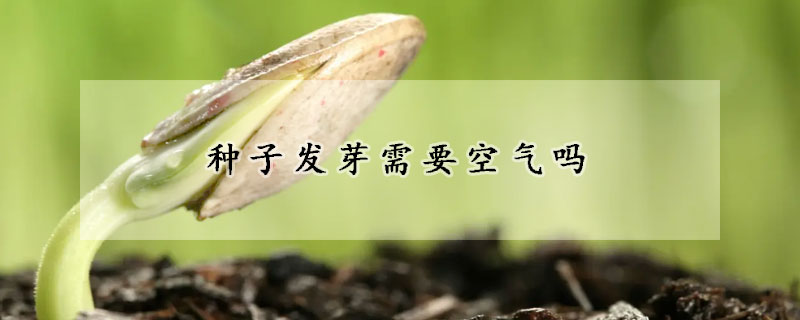 種子發芽需要空氣嗎