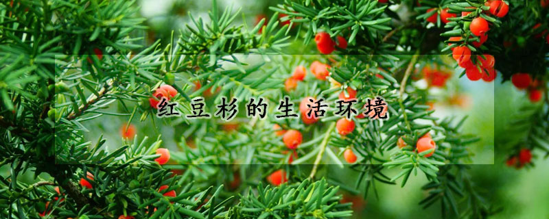 紅豆杉的生活環(huán)境