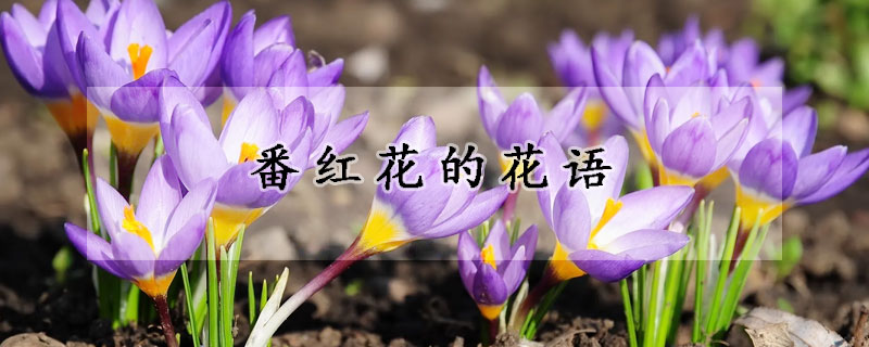 番紅花的花語(yǔ)