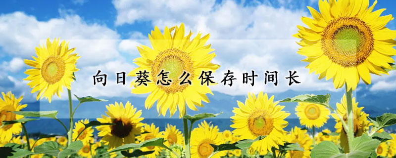 向日葵怎么保存時間長