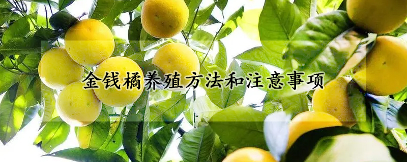 金錢橘養(yǎng)殖方法和注意事項