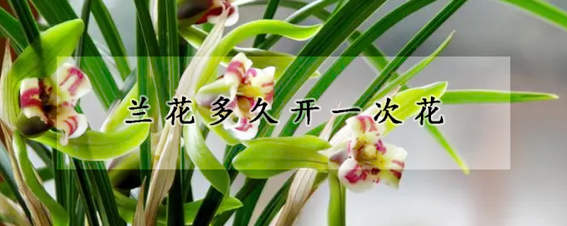 蘭花多久開一次花