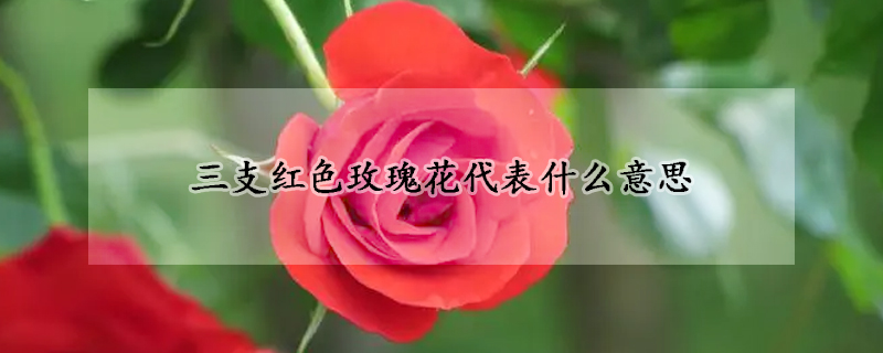 三支紅色玫瑰花代表什么意思