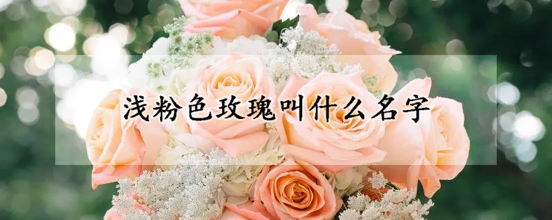 淺粉色玫瑰叫什么名字