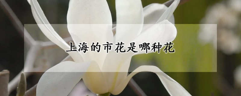 上海的市花是哪種花