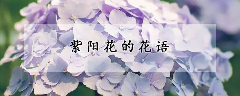 紫陽(yáng)花的花語(yǔ)